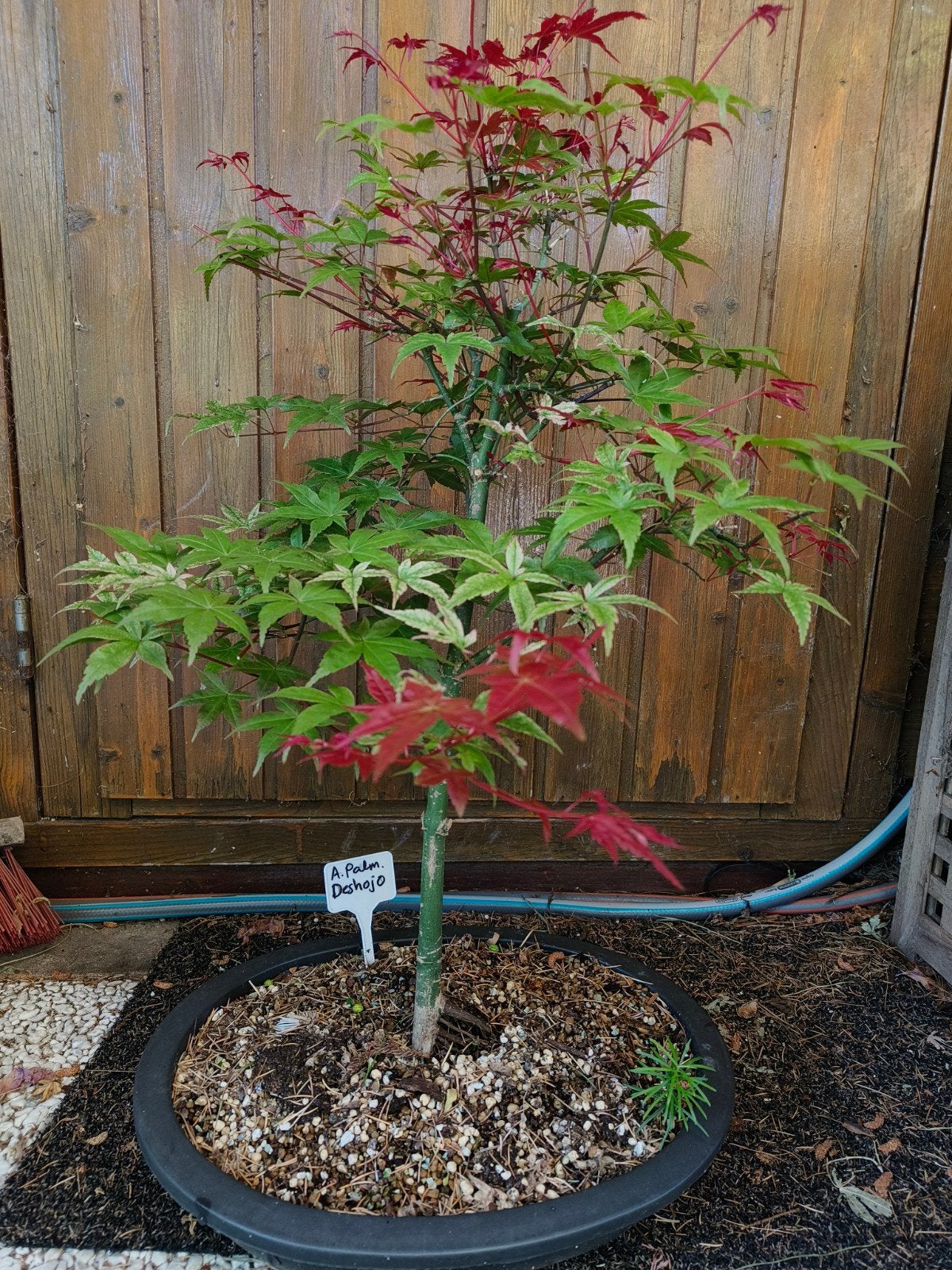 Bonsai Acer palmatum Deshojo, Ophalen, Bloeit niet, Halfschaduw, Overige soorten