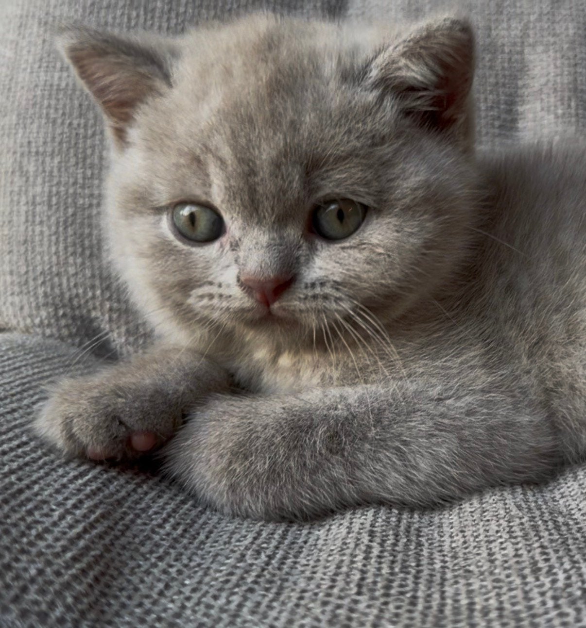 Brits korthaar poesje 🤍 kitten, Poes, Ontwormd, 0 tot 2 jaar
