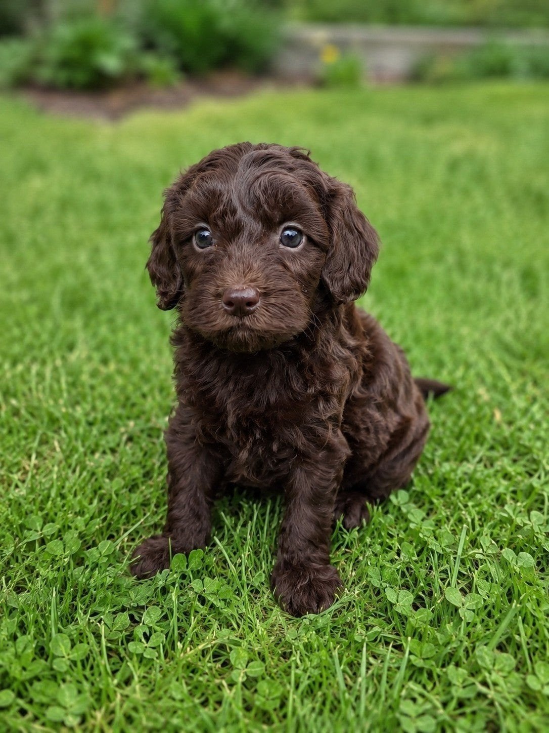 Maltipoo pups laatste reutje beschikbaar, Parvo, Overige rassen, 8 tot 15 weken, Meerdere