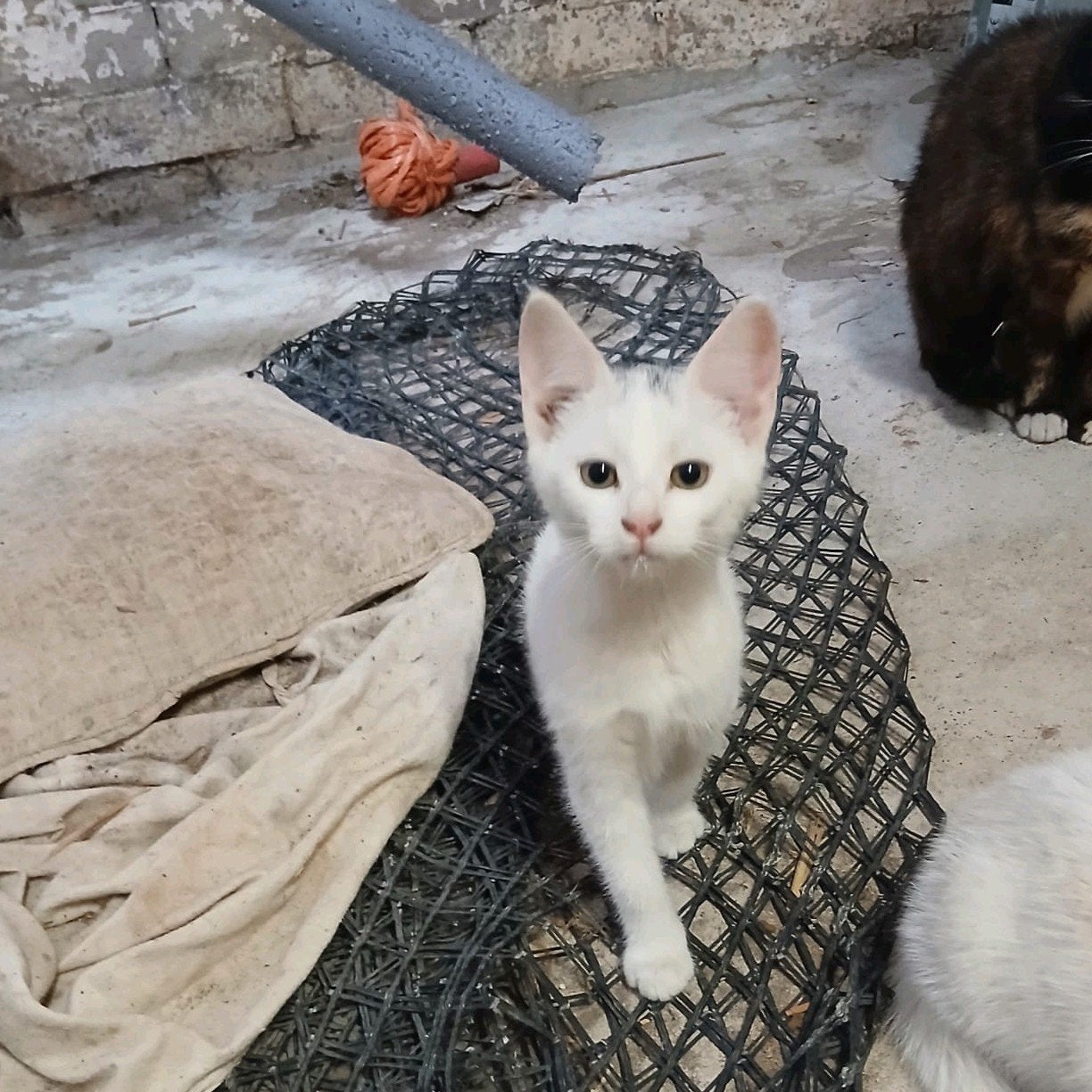 Witte kittens, Geslacht onbekend, 0 tot 2 jaar