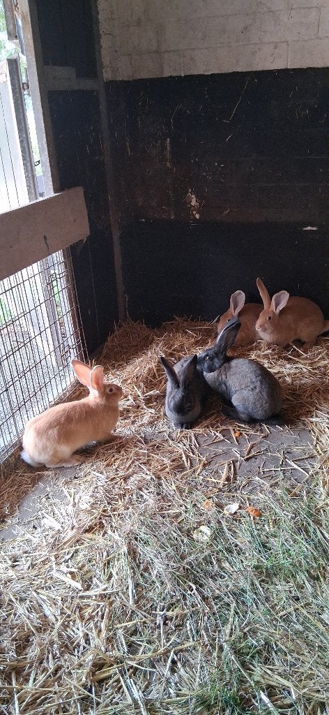 Jonge vlaamse reusen, Meerdere dieren, Groot