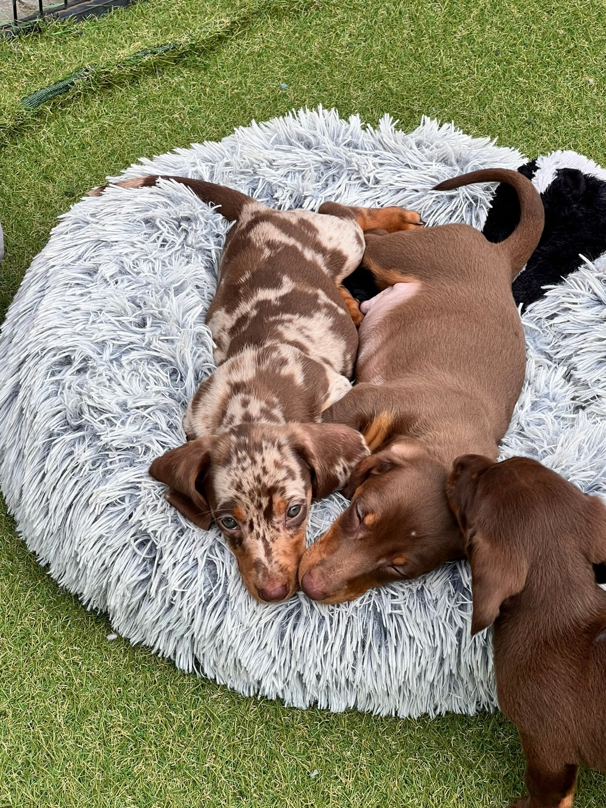 ❤️❤️Super mooie dwerg teckel pups❤️❤️, 8 tot 15 weken, Korthaar, Dwerg, Meerdere