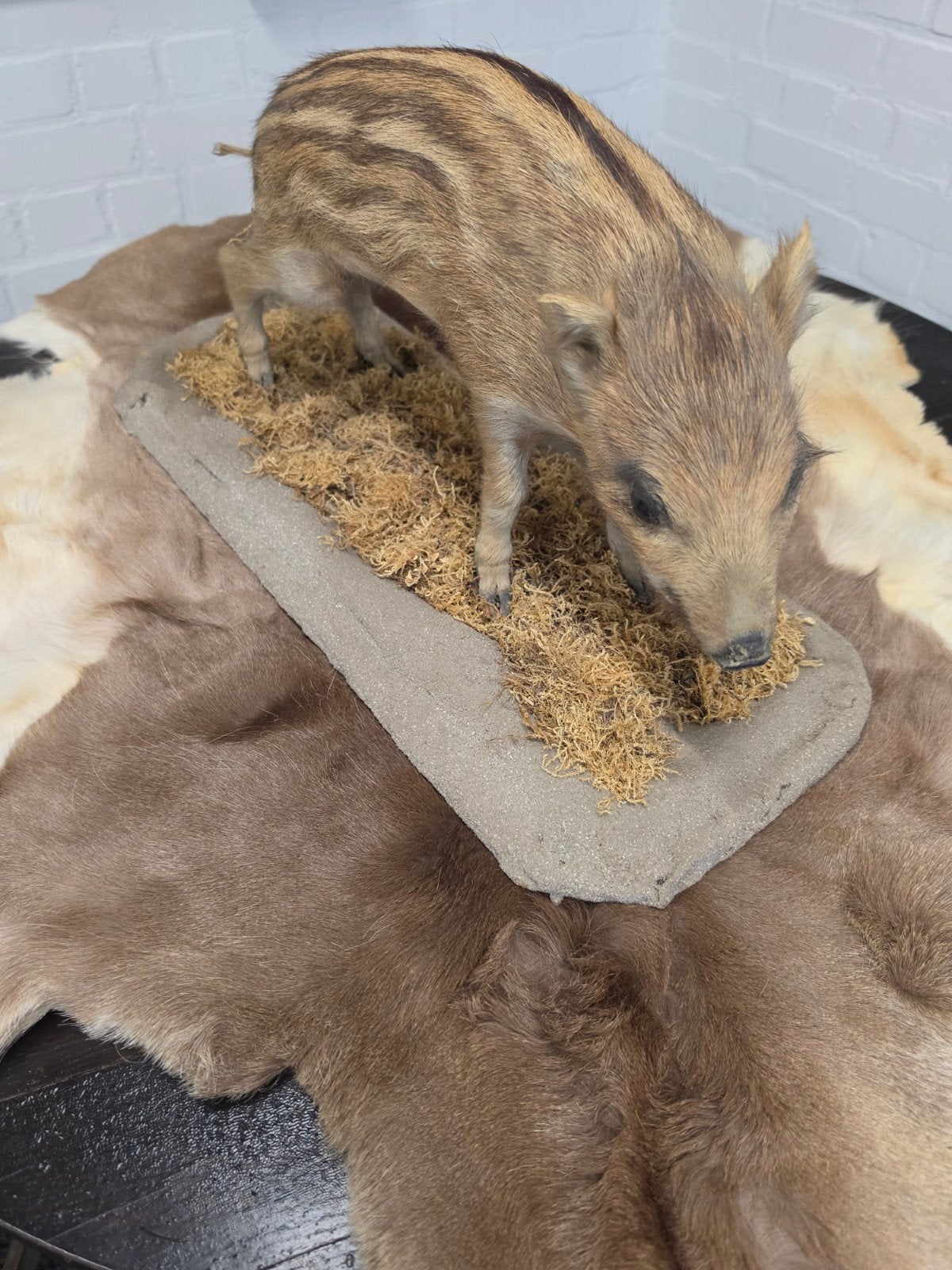 Opgezette big van een wildzwijn - Uniek verzamelobject, Ophalen, Zo goed als nieuw, Opgezet dier
