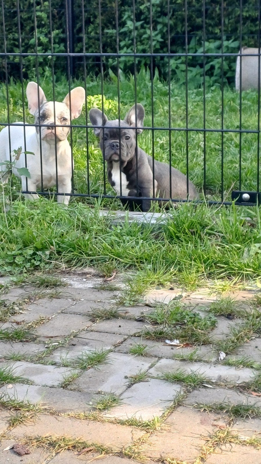 *Franse Bulldog Pups Teefjes Reutjes 3 om 3*, Fokker | Hobbymatig, 15 weken tot 1 jaar, Buitenland, Bulldog