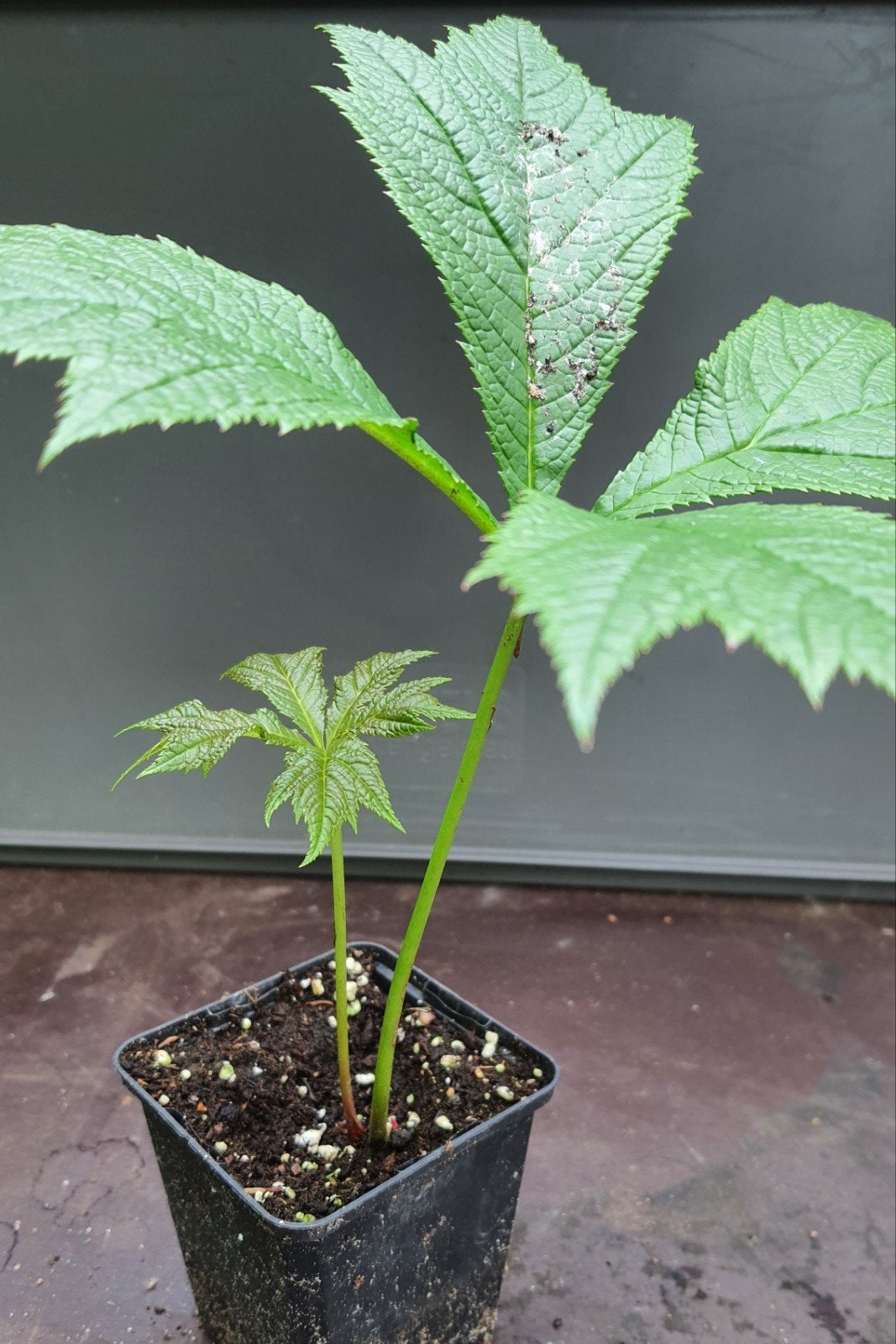 Rodgersia podophylla 'Braunlaub' (Schout bij nacht), Vaste plant, Halfschaduw, Lente, Ophalen