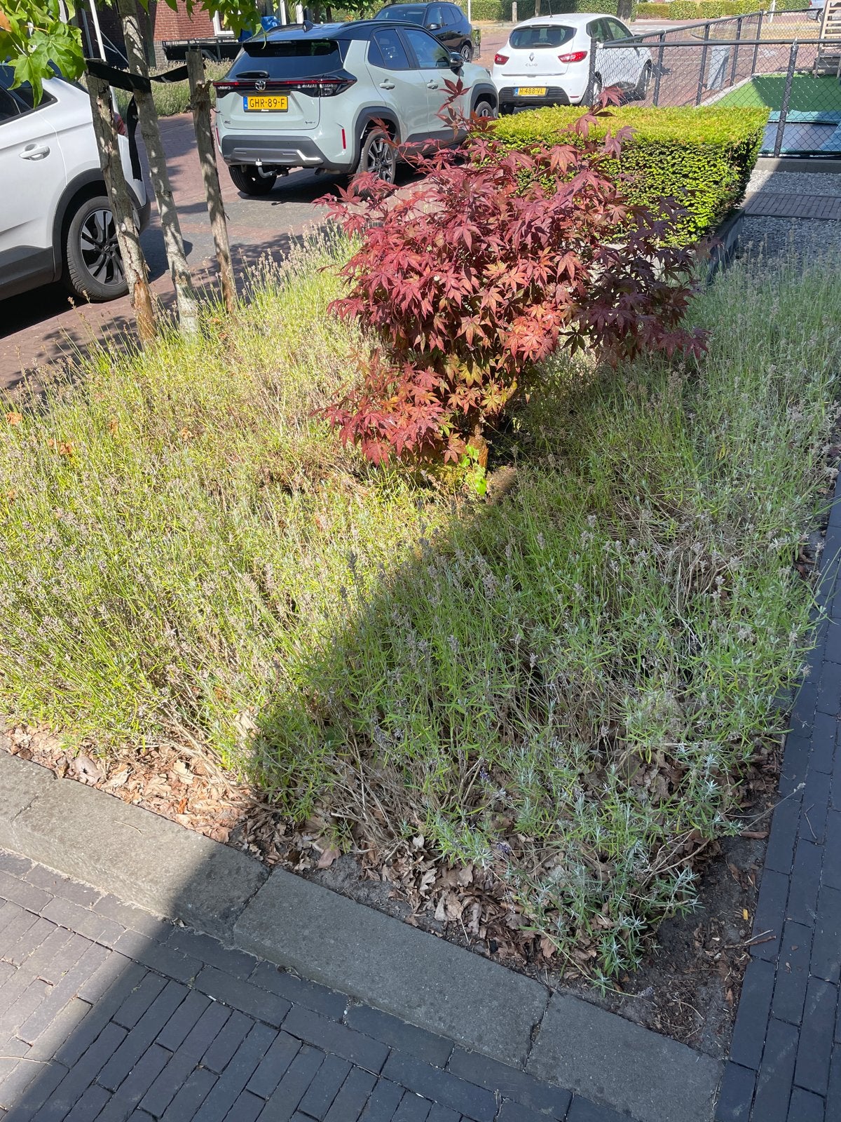 Gratis Lavendelplanten - Zelf Uitscheppen, Ophalen, Volle zon, Vaste plant, Kruiden