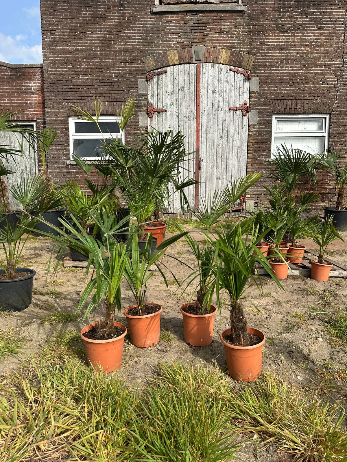 PalmboomTrachycarpus fortunei winterhard/ kleine maat €15, Tuin en Terras, 100 tot 250 cm, Zomer, Palmboom, Ophalen