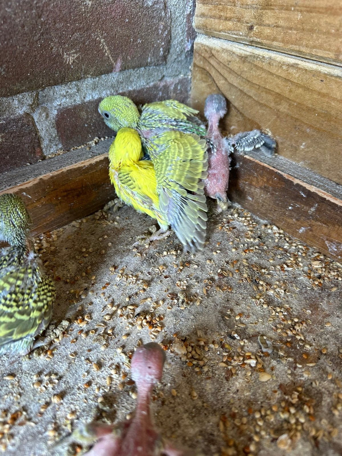 Mooie jonge grasparkieten, Meerdere dieren, Parkiet, Tam