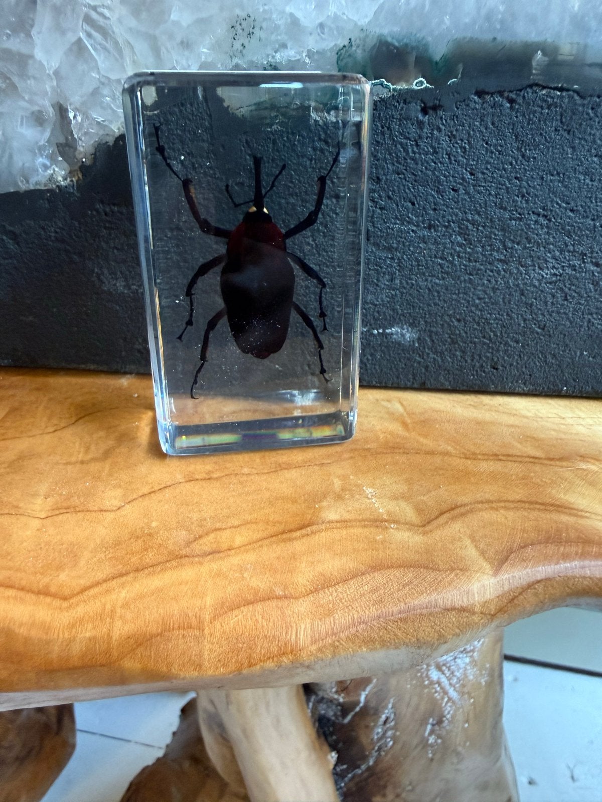 Insect in hars - Uniek decoratiestuk, Ophalen, Zo goed als nieuw, Insect, Overige typen
