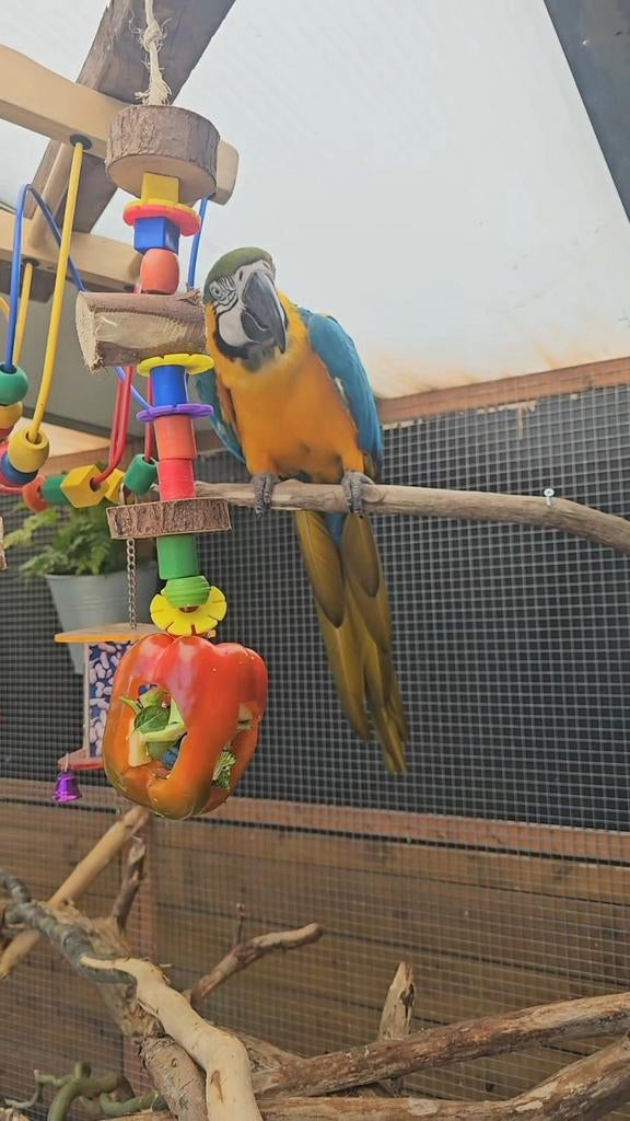Blauwgele ara man + eventueel groenvleugel pop, Dieren en Toebehoren, Vogels | Parkieten en Papegaaien, Mannelijk, Papegaai, Geringd