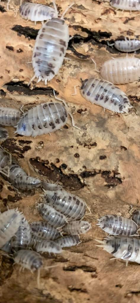 Pissebedden Dairy Cow 30 stuks, Dieren en Toebehoren, Insecten en Spinnen, Overige soorten