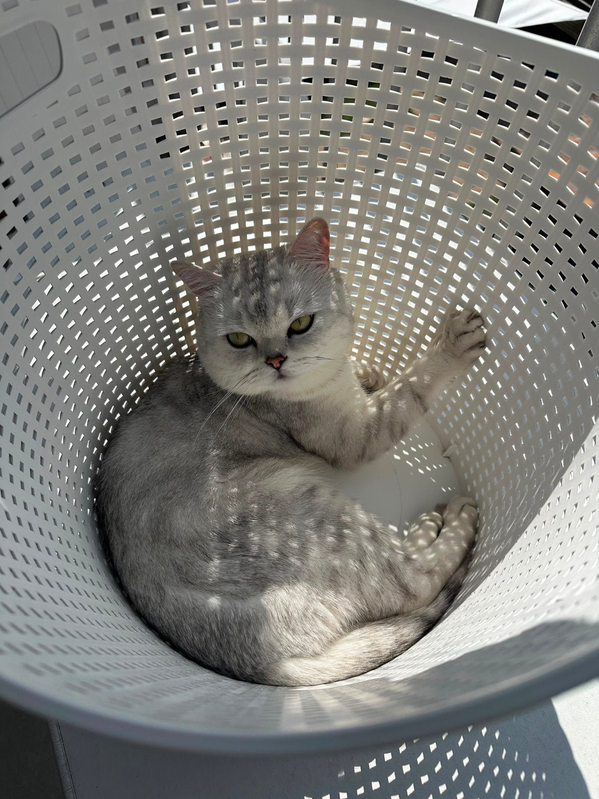 Britse Korthaar Scottish Fold – Gevaccineerd & Gechipt, Dieren en Toebehoren, Katten en Kittens | Overige Katten, Poes, Kortharig