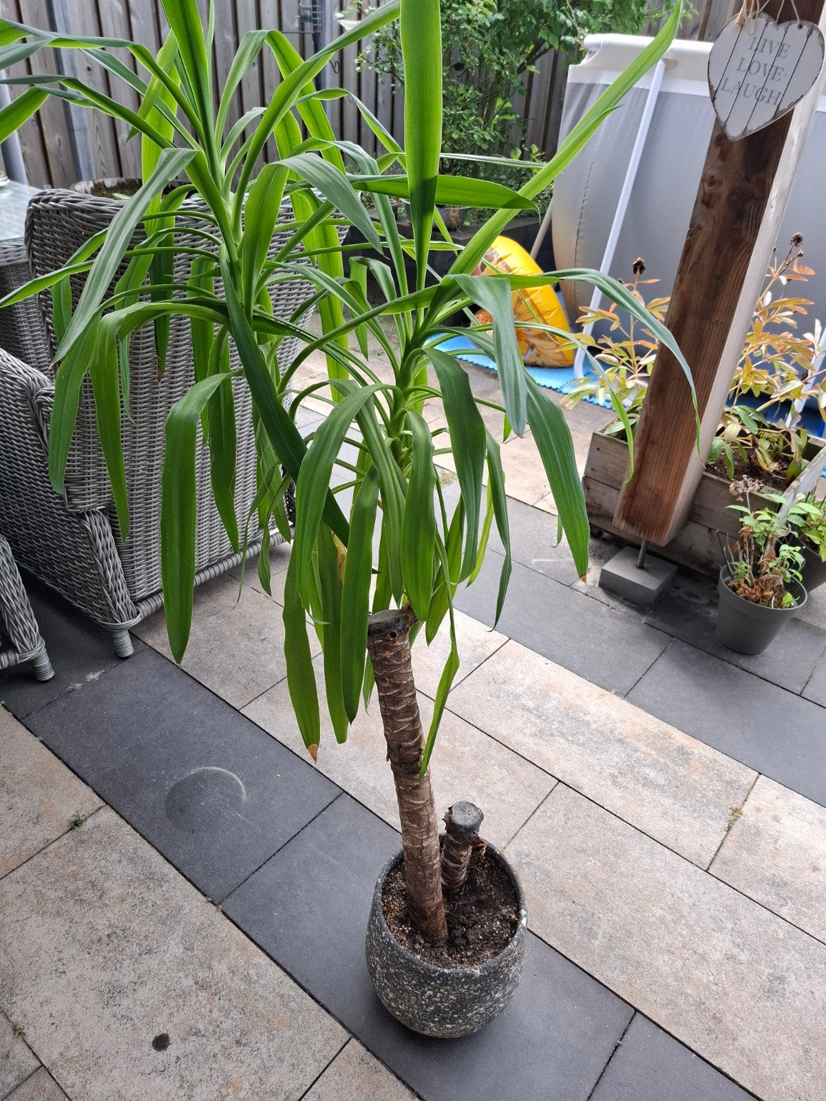 Yucca Elephantipes / palmlelie incl pot, Ophalen, 100 tot 150 cm, Halfschaduw, In pot