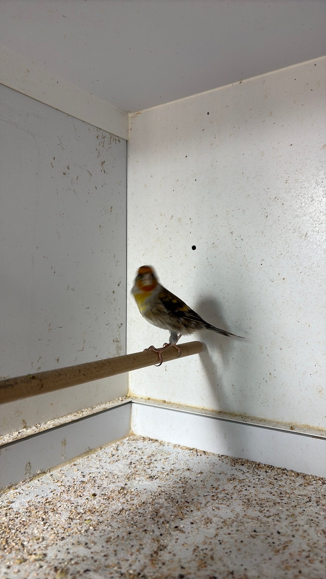 Bastaard putter, Mannelijk, Wildzangvogel