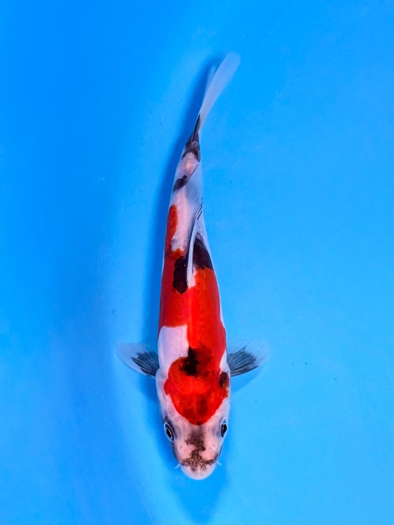 Japanse Koi – Marushi | Doitsu Showa | Incl Certificaat, Dieren en Toebehoren, Karper of Koi