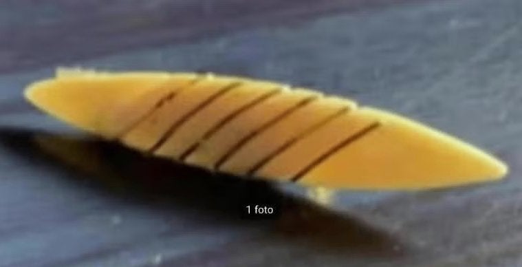 Leuke broche met gouddraad versierd, Ophalen of Verzenden, Zo goed als nieuw, Overige kleuren, Overige materialen