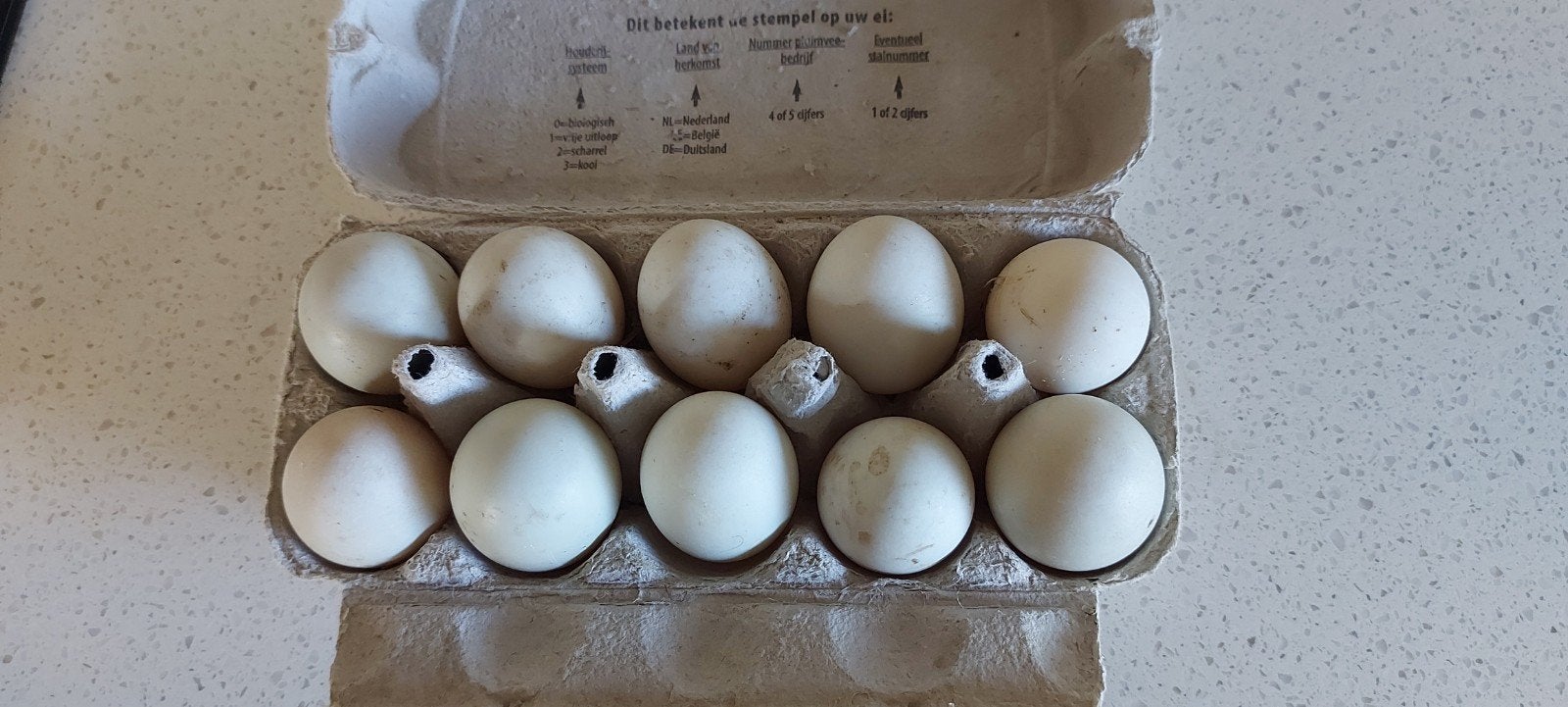 Broedeieren Indische loopeend, Geslacht onbekend, Kip