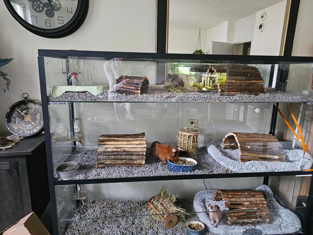 Glazen caviaflat caviaflat, Dieren en Toebehoren, Knaagdieren en Konijnen | Hokken en Kooien, Ophalen, 110 cm of meer, Overige typen