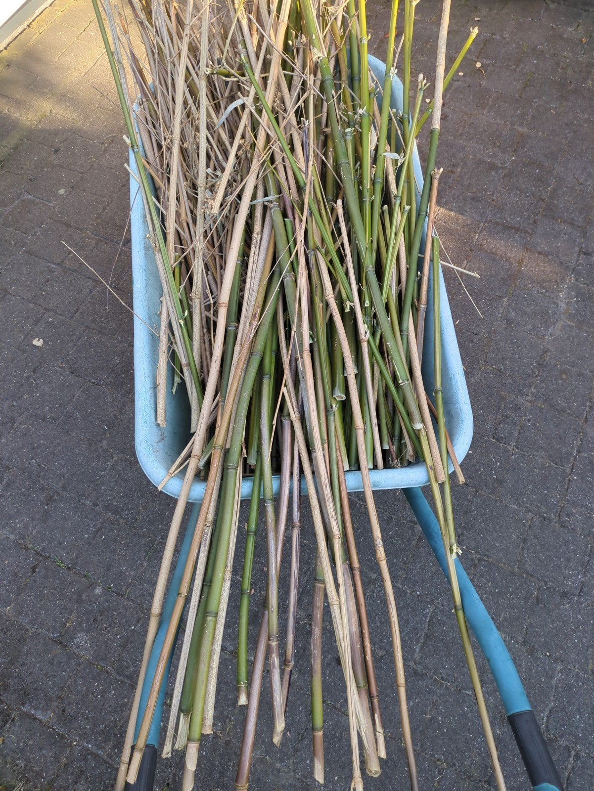 Gratis korte bamboestokken (stukken), Tuin en Terras, Ophalen, Overige soorten, Volle zon