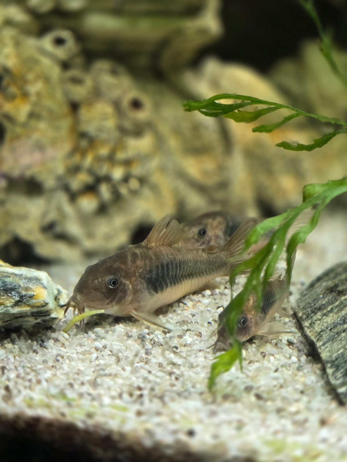 Corydoras aeneus s en xl, Dieren en Toebehoren, Vissen | Aquariumvissen, Vis