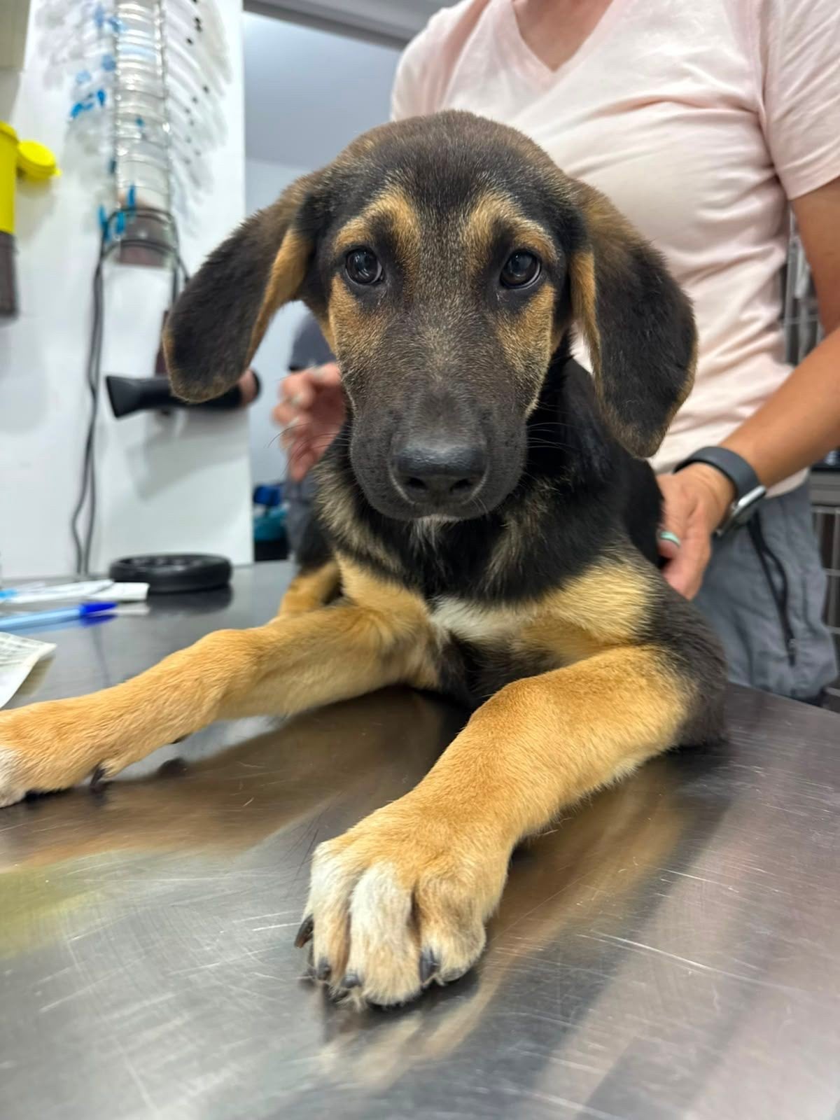 Kelly verblijft in Cyprus, Dieren en Toebehoren, Honden | Niet-rashonden, 15 weken tot 1 jaar, Handelaar, Buitenland, Teef