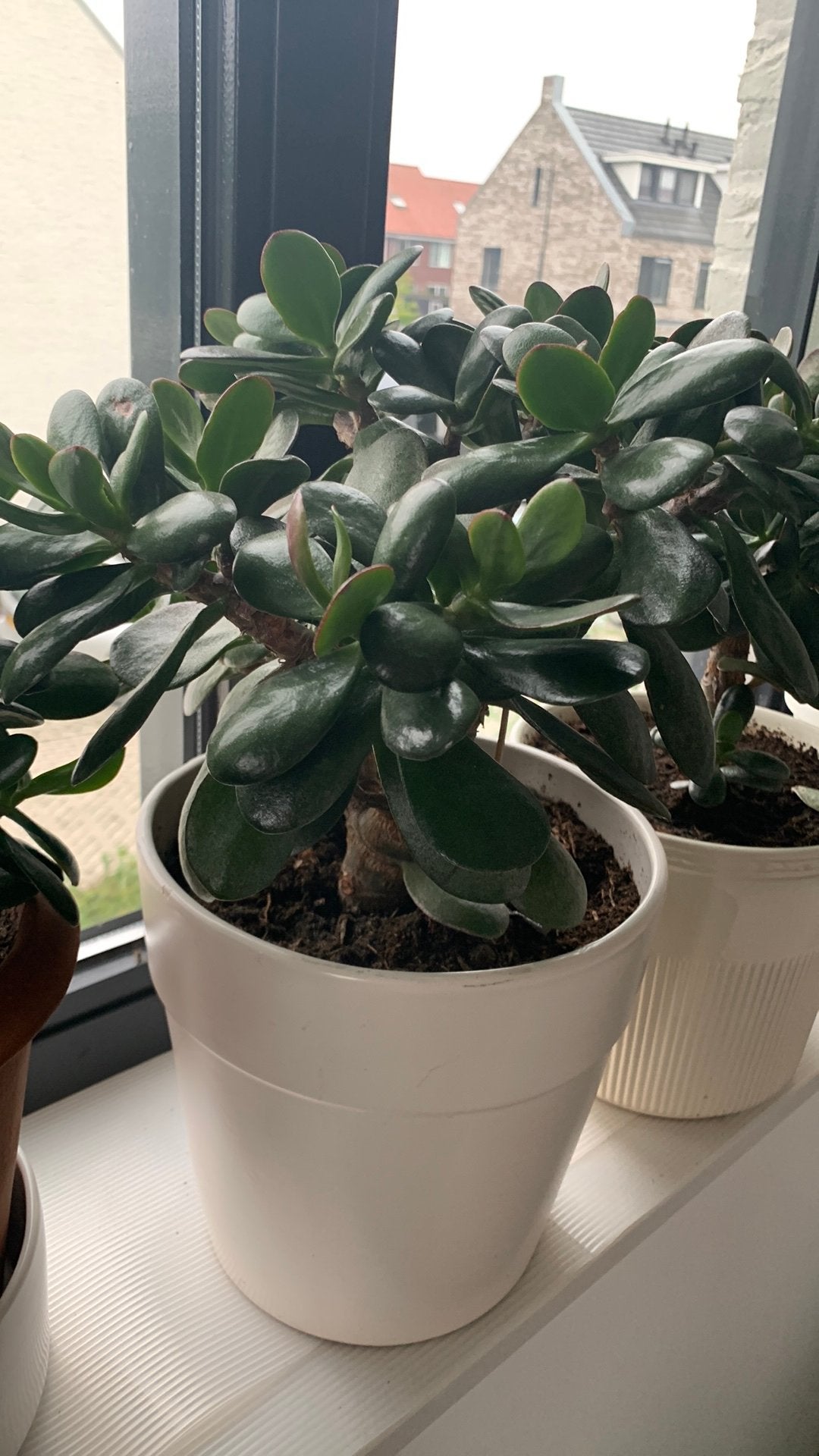 Vet planten van af €15, Ophalen, Halfschaduw, Minder dan 100 cm