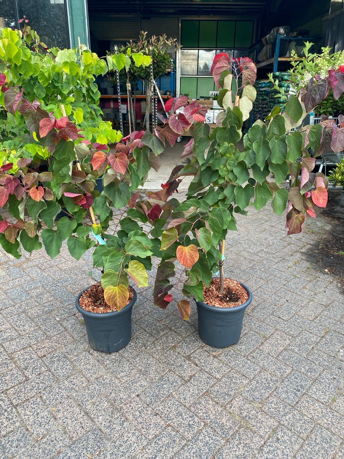 Cercis can. 'Hearts A'Fire' - Judasboom, Tuin en Terras, Planten | Struiken en Hagen, Ophalen, Overige soorten, Struik, 100 tot 250 cm