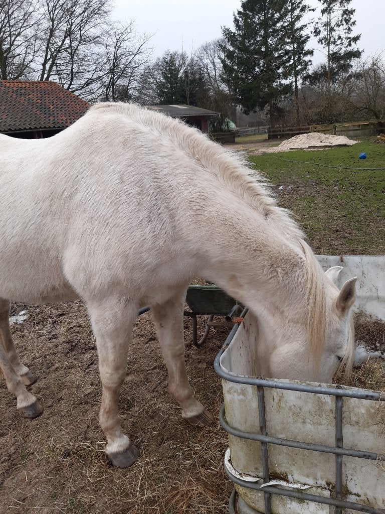 Hooi, Dieren en Toebehoren, Ophalen, Vee