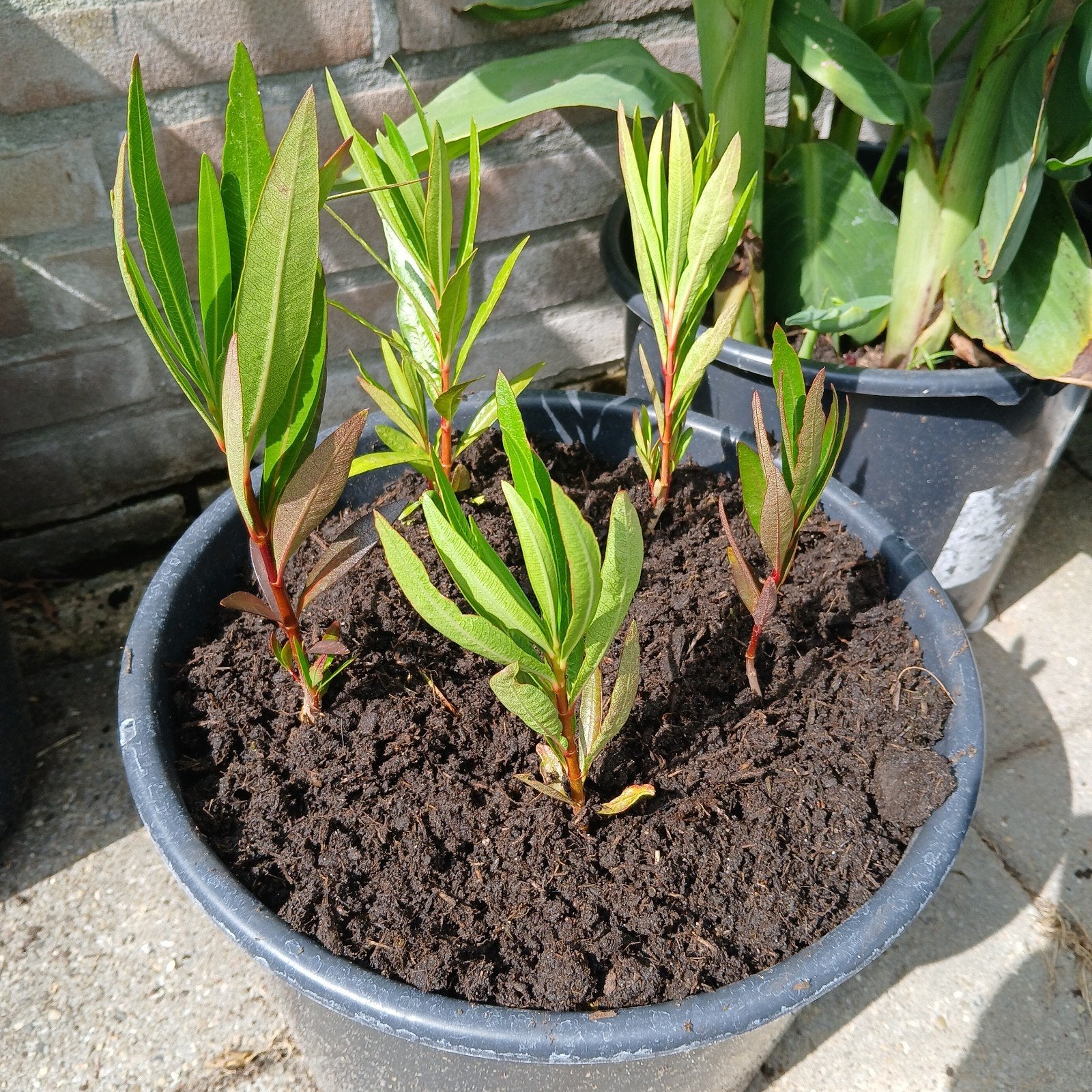 Oleander stekken, Ophalen, Overige soorten, Volle zon