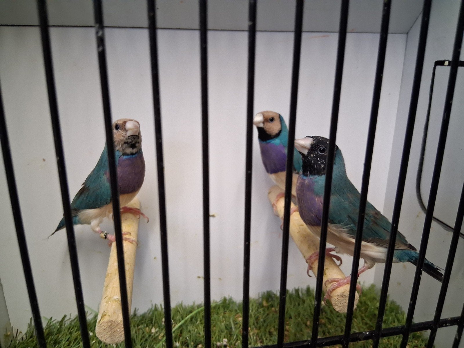 Blauwe gouldamadine 2026, Dieren en Toebehoren, Vogels | Overige Vogels, Meerdere dieren, Geringd