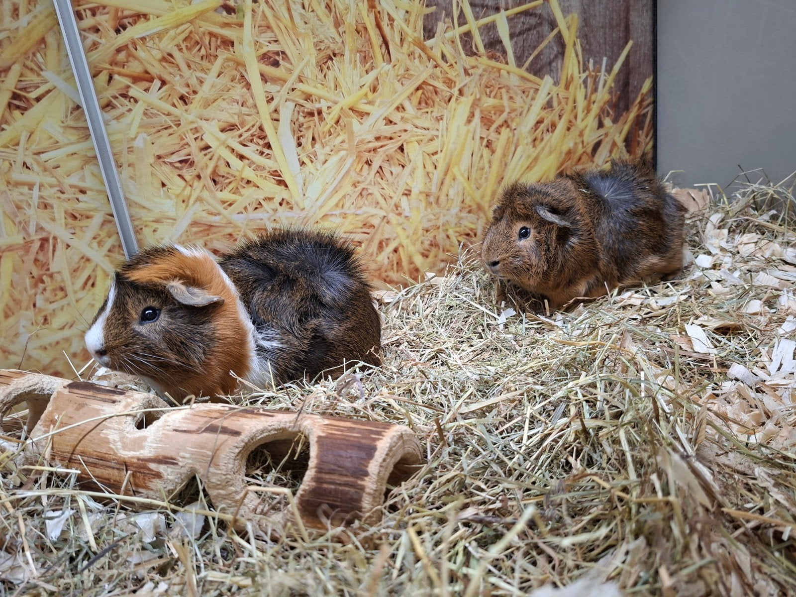 Hele leuke cavia beertjes, Januari, Mannelijk, Cavia