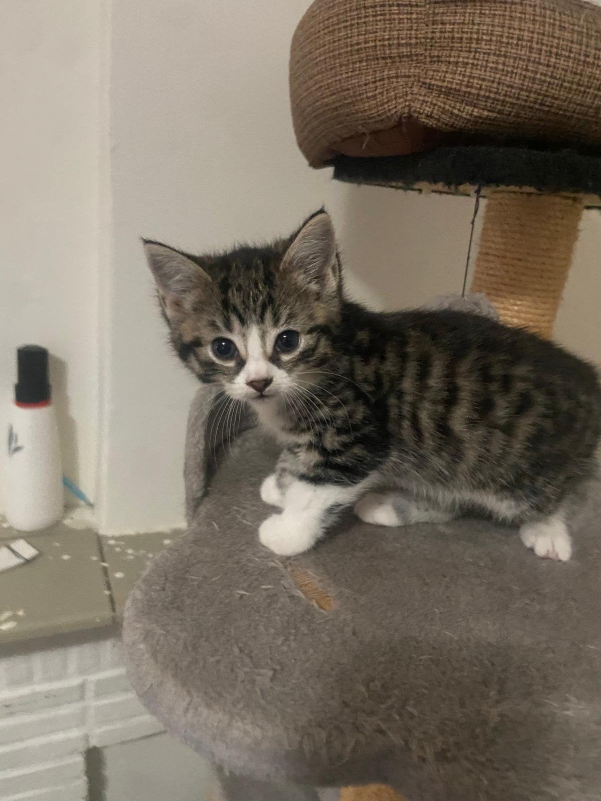 Kittens mogen per direct nestje verlaten, Dieren en Toebehoren, Katten en Kittens | Dekkaters
