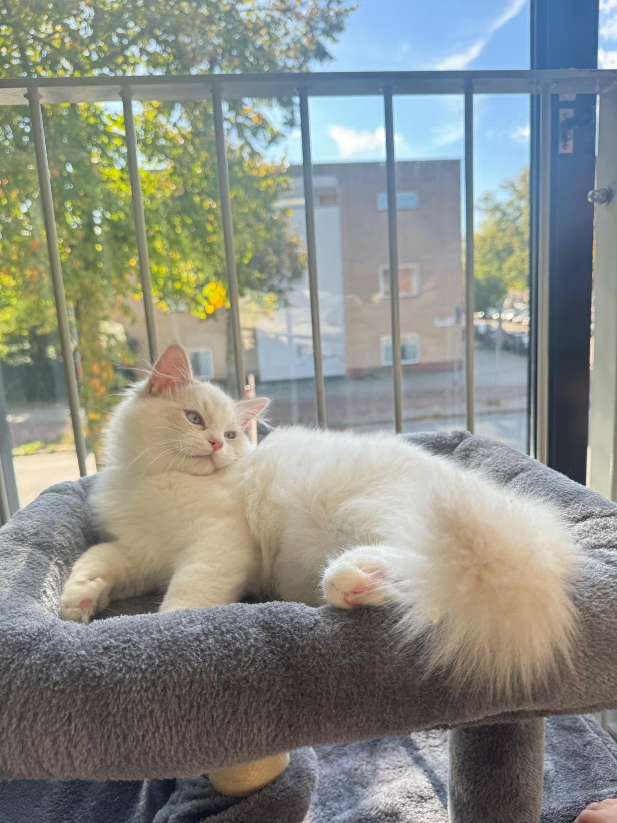 4 maanden oud  katertje Ragdol zoekt een goude mandje, Kater