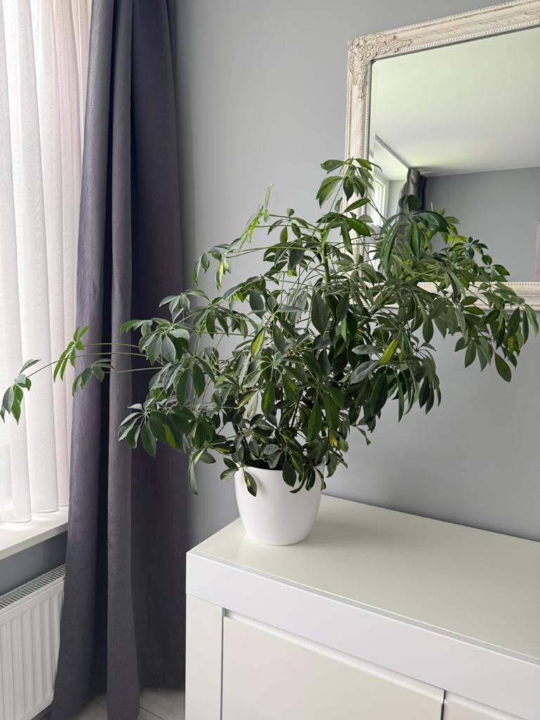 Groene plant incl witte overpot, Huis en Inrichting, Kamerplanten, Ophalen, In pot, Halfschaduw, Minder dan 100 cm