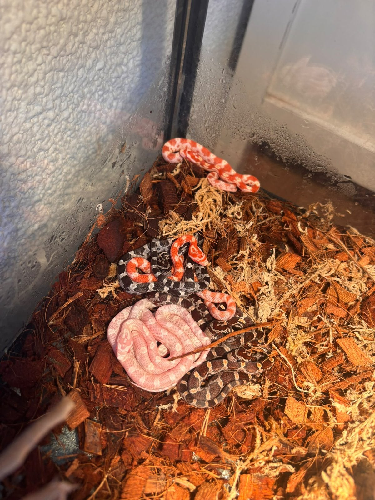 Jonge rattenslangen te koop. Mogen  al verhuizen Rat Snake - unknown for sale from Paulienwiersma1