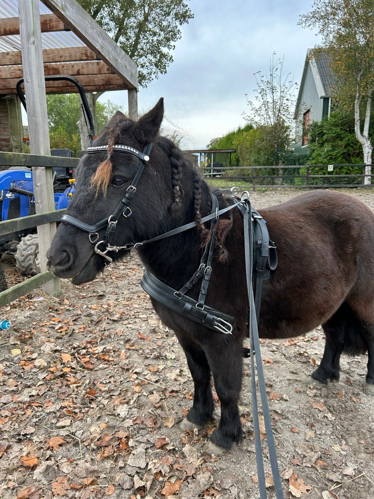 Shetlander te lease - wijhe, Ophalen of Verzenden