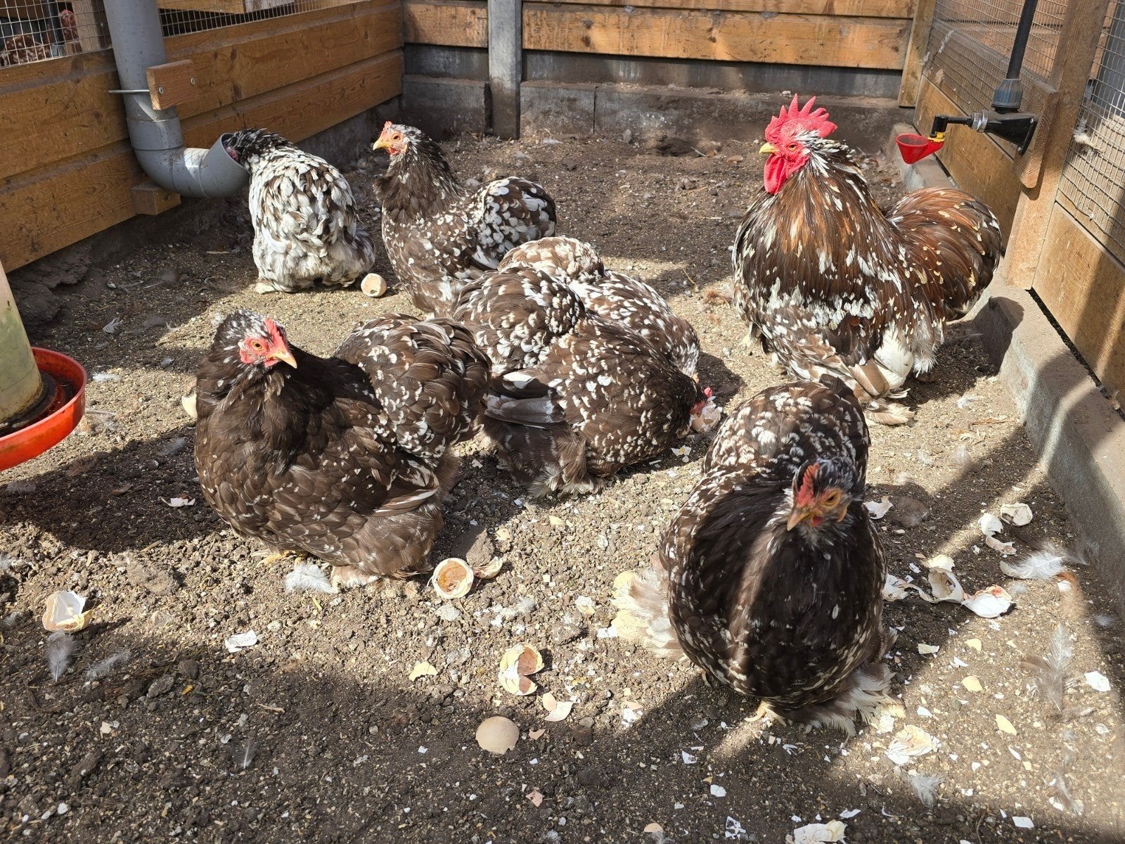 Mooie Cochin kriel Choco Wit Gepareld, Dieren en Toebehoren, Pluimvee, Meerdere dieren, Kip