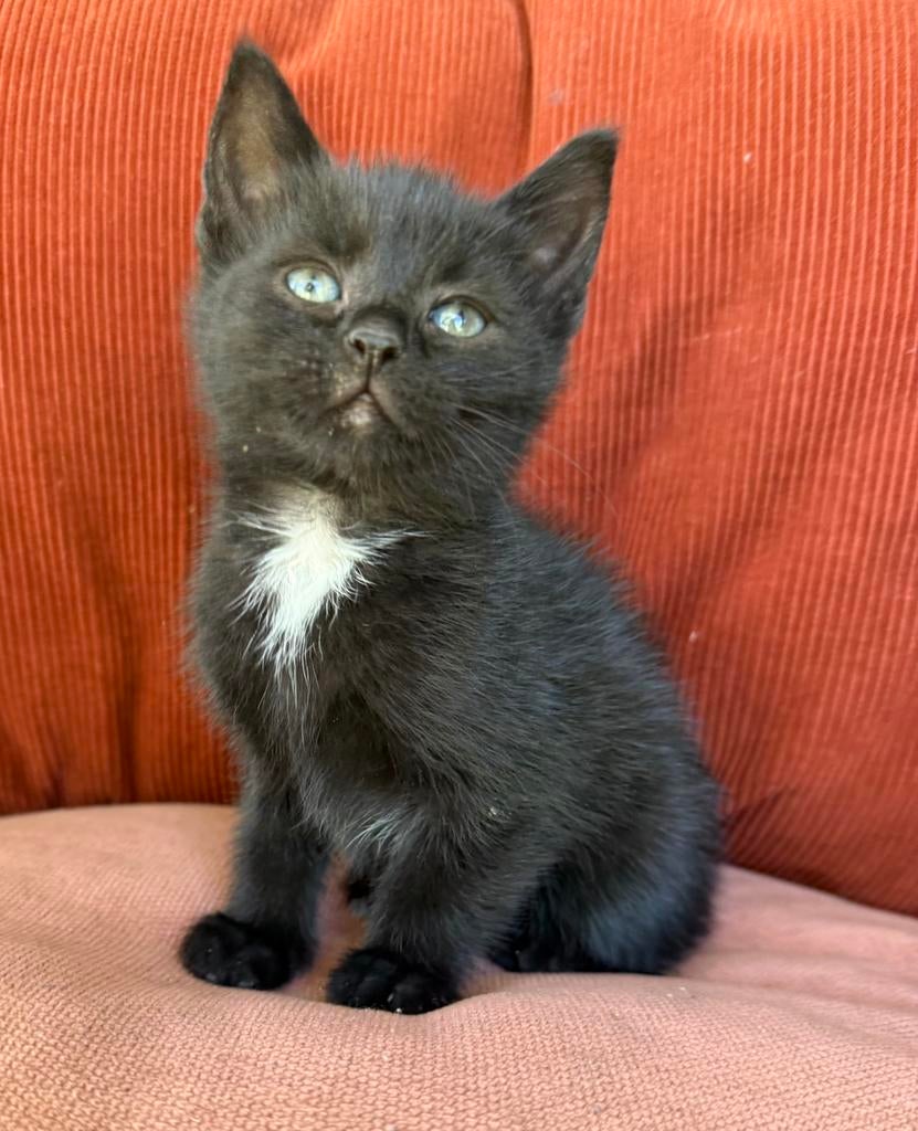 Sociale speelse knuffelkittens, Dieren en Toebehoren, Katten en Kittens | Overige Katten, Meerdere dieren, Kortharig, 0 tot 2 jaar