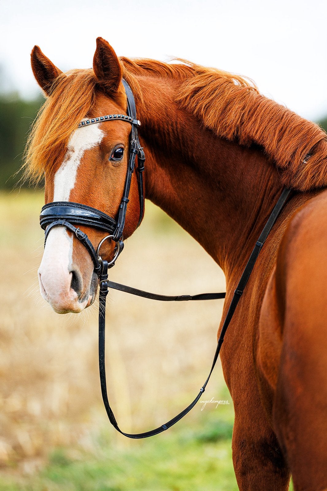 Zeer aansprekende 4 jarige, Dieren en Toebehoren, Met stamboom, Dressuurpaard, Hengst, 3 tot 6 jaar