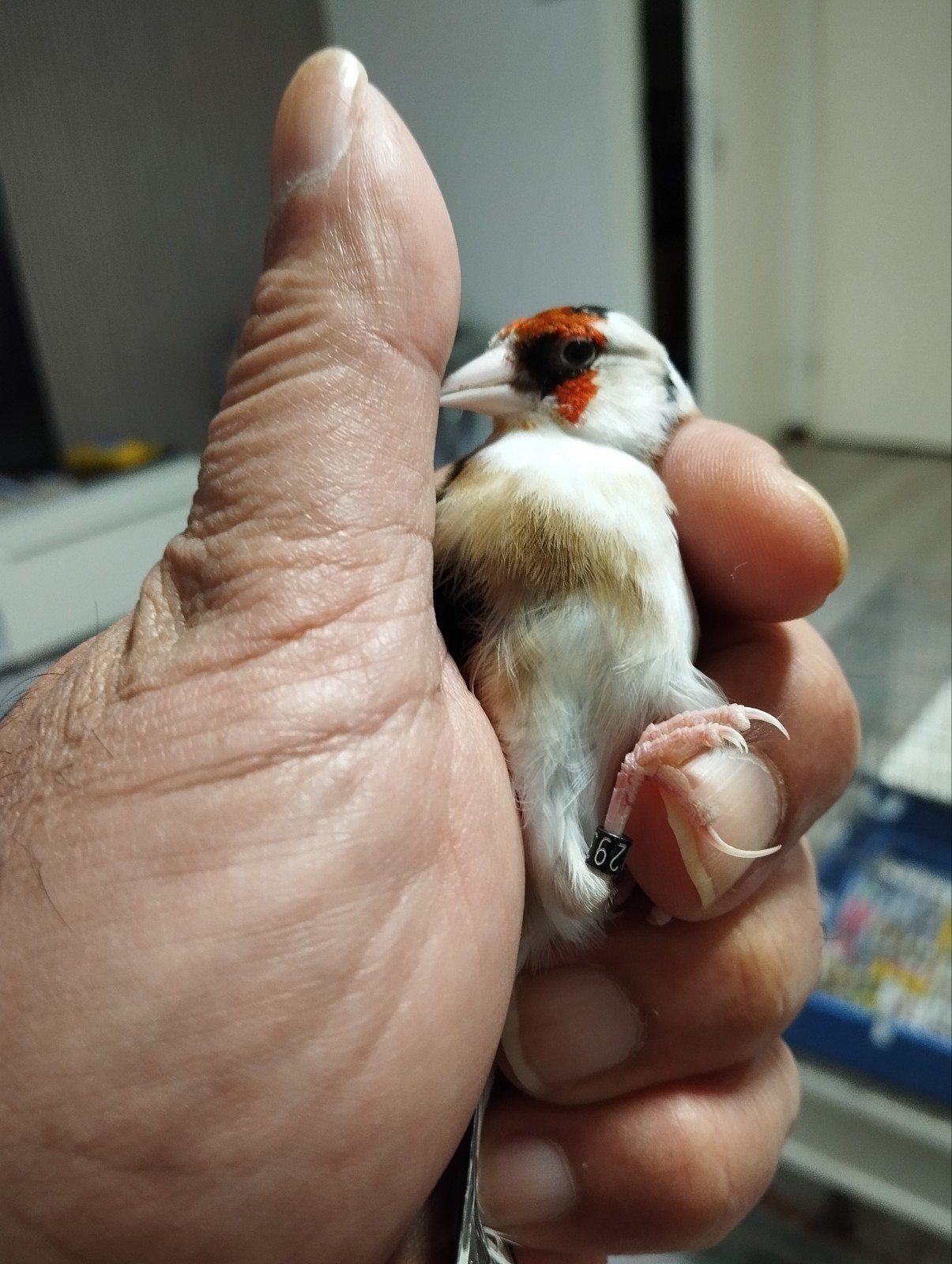 Te koop parva putters man scriptie van 25 popwitkil 24, Meerdere dieren, Wildzangvogel