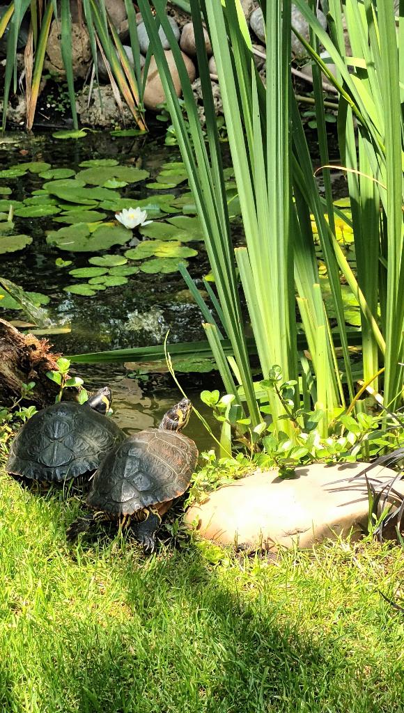 Opvang waterschildpad Turtle - unknown for sale from Ron streefkerk