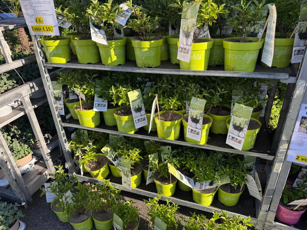 Pluimhortensia € 8,- en 2 voor €15,- op zat. 2 mei 26, Tuin en Terras, Planten | Tuinplanten, Ophalen, Overige soorten, Volle zon