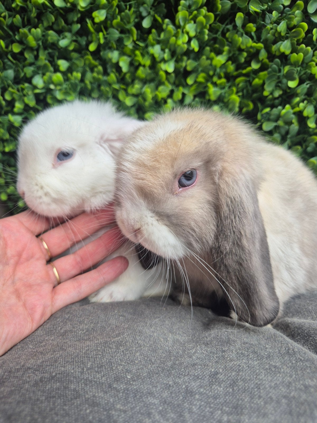 Koppeltje jonge Minilop konijntjes., Dieren en Toebehoren, Meerdere dieren, Dwerg, Hangoor, 0 tot 2 jaar