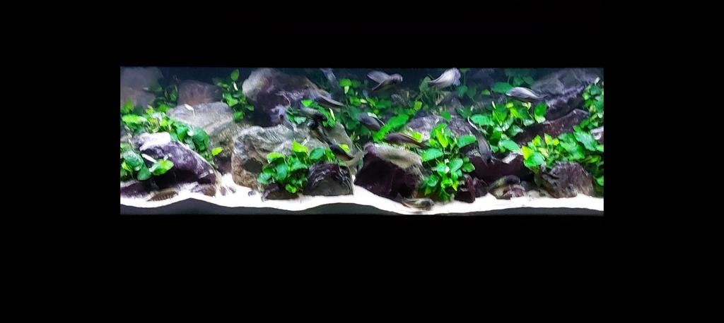 Tropheus Kampala Lime spot ., Vis