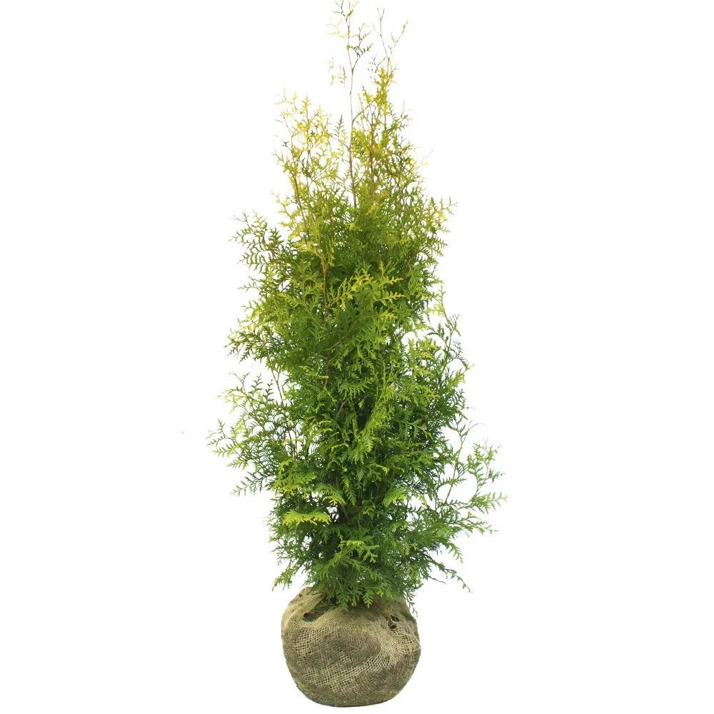 Conifeer Thuja Brabant 60-80 cm, Tuin en Terras, Ophalen, Conifeer, Haag, Minder dan 100 cm