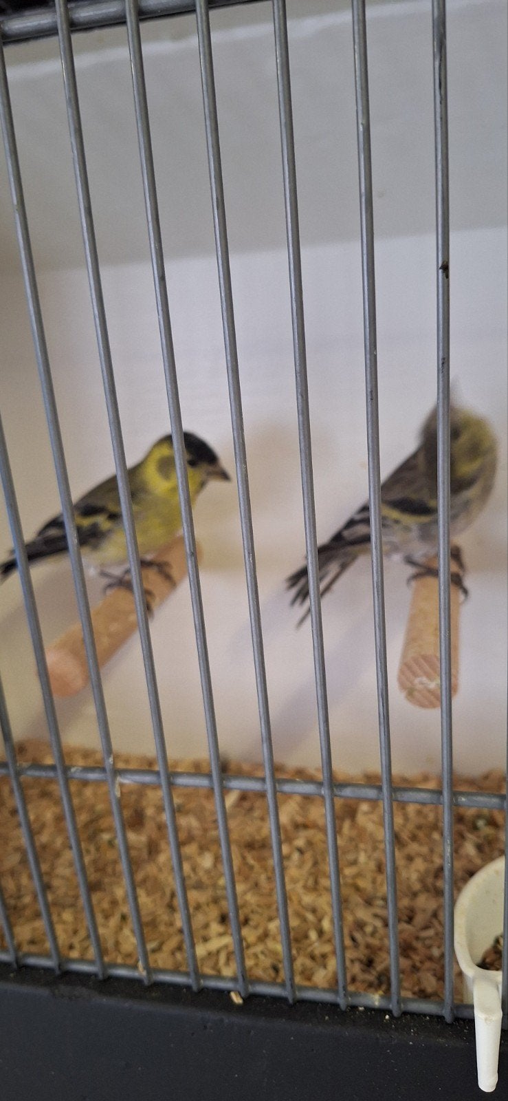 te koop meerdere koppeltjes sijs soorten meeste geringd, Dieren en Toebehoren, Meerdere dieren, Wildzangvogel, Geringd