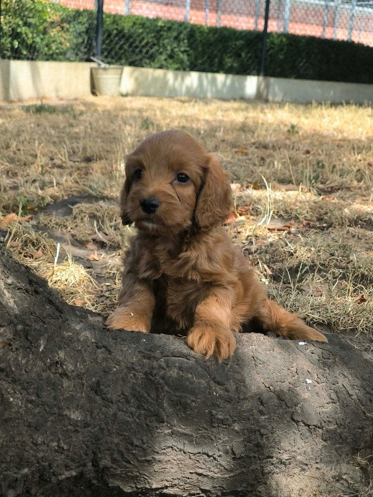 prachtige cockapoo pupjes bij ons geboren!!, Parvo, België, 8 tot 15 weken, Meerdere