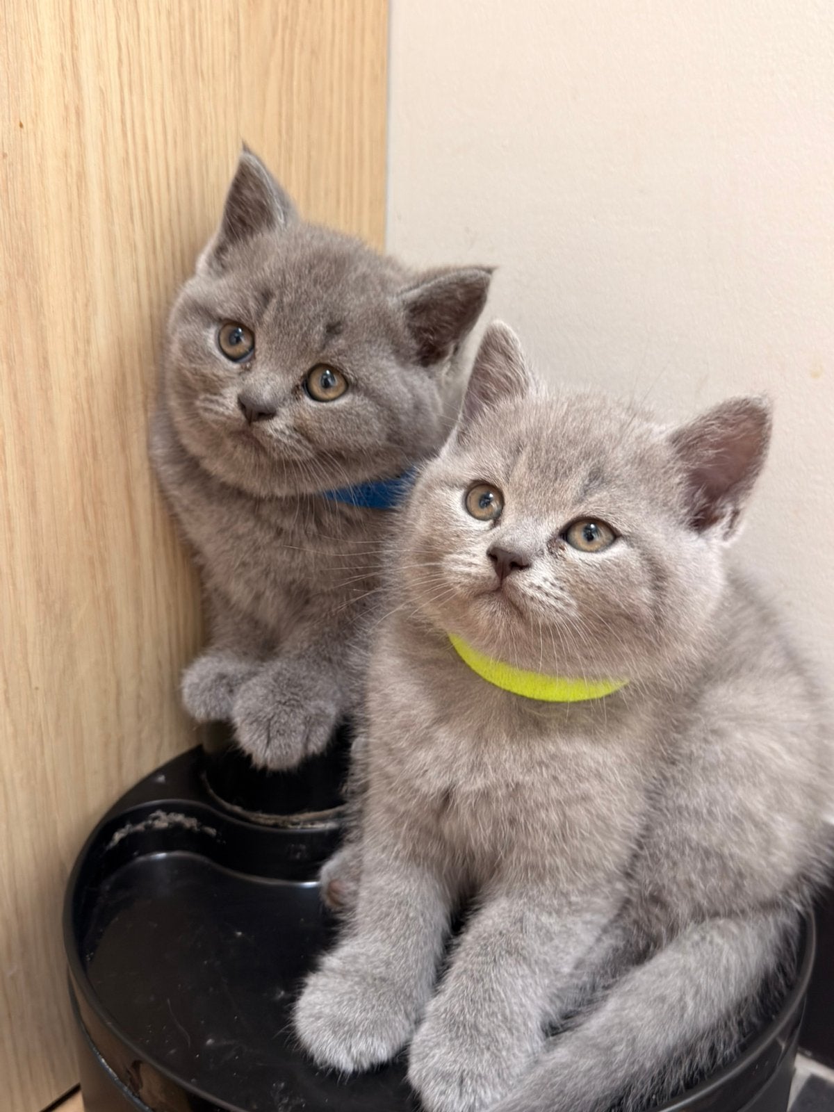 Britse Korthaarkittens Mogen Hun Nest Verlaten 🐾, Meerdere dieren, Ontwormd, 0 tot 2 jaar