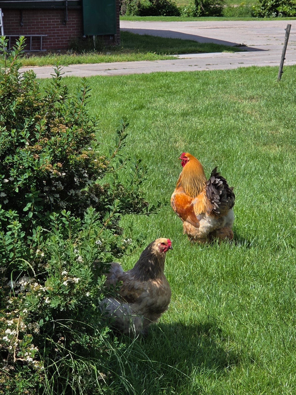 Gezonde 1 jarige Brahma haan, Dieren en Toebehoren, Mannelijk, Kip
