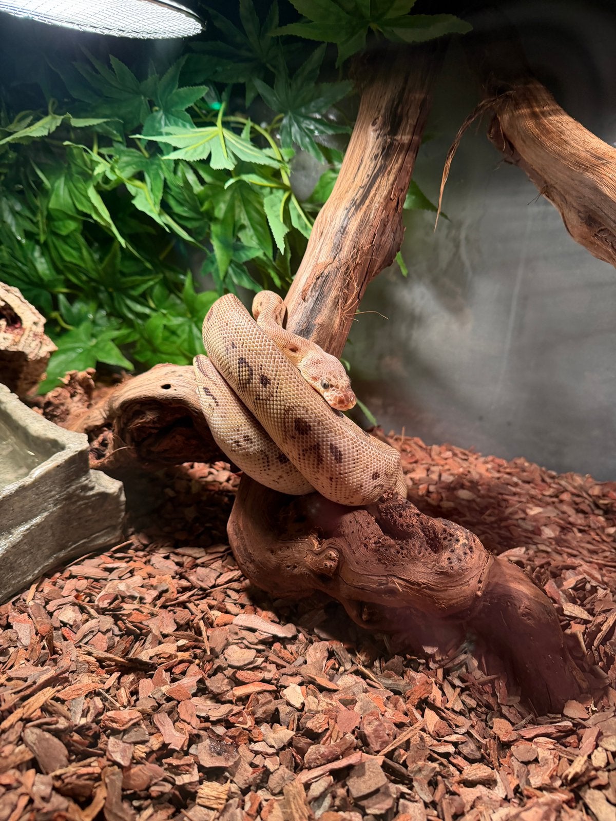 Konings python te koop Ball Python - unknown for sale from Laro